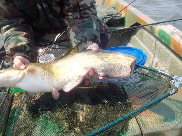 delta Mila 23 - sany5326.JPG